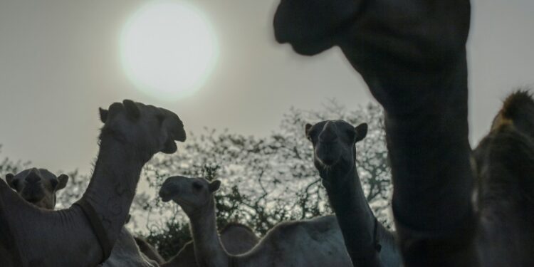 AFP | ~ as they wait to be released to pasture at the International Livestock Research Institute (ILRI) ranch