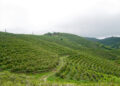 Coffee Plantation in Kenya | Photo Courtesy