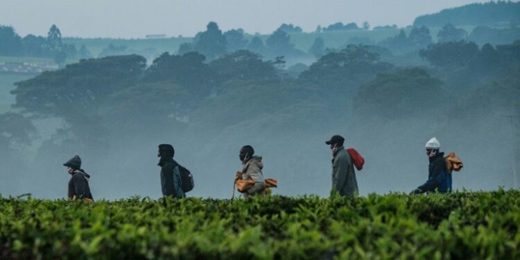 Tea is the world's most consumed drink after water | AFP
