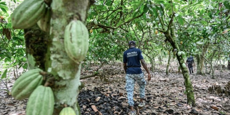 An Ivorian police officer walks in search of children working in cocoa plantations | AFP