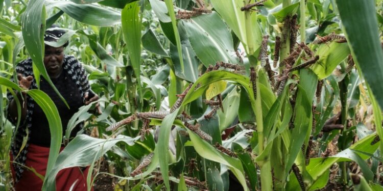 Species of weed, insect or worm introduced into areas in which they are not native can have catastrophic effects on farming, with just a single bug capable of reducing yields of staple crops across the continent | AFP