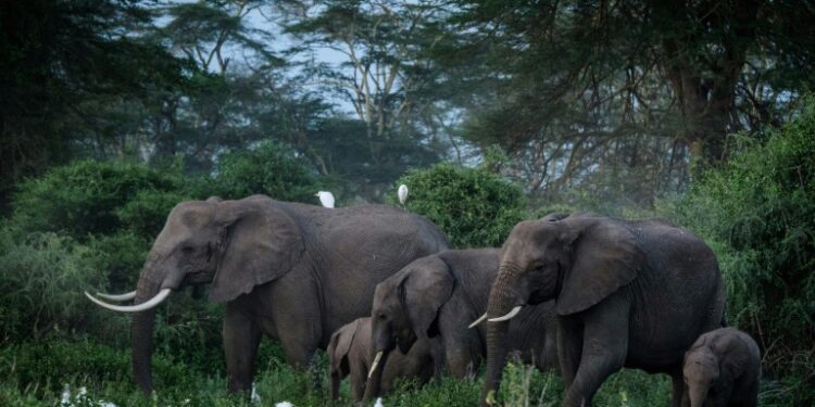 Conservationists warn that poaching and habitat destruction, particularly due to land conversion for agriculture, is devastating elephant numbers across Africa | AFP