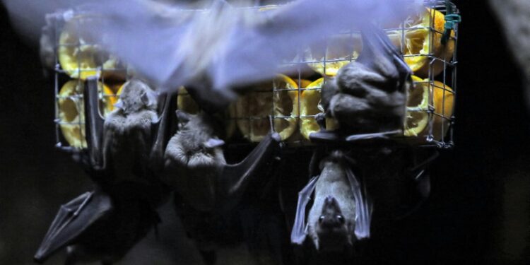 argus outbreaks are often associated with exposure to colonies of Rousettus bats | AFP