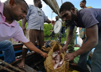 Fishermen weigh a basket full of fish off the Indian ocean’s archipelago of Lamu on Kenya’s coast |  Tony Karumba/AFP via Getty Images