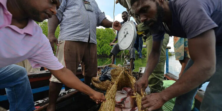 Fishermen weigh a basket full of fish off the Indian ocean’s archipelago of Lamu on Kenya’s coast |  Tony Karumba/AFP via Getty Images