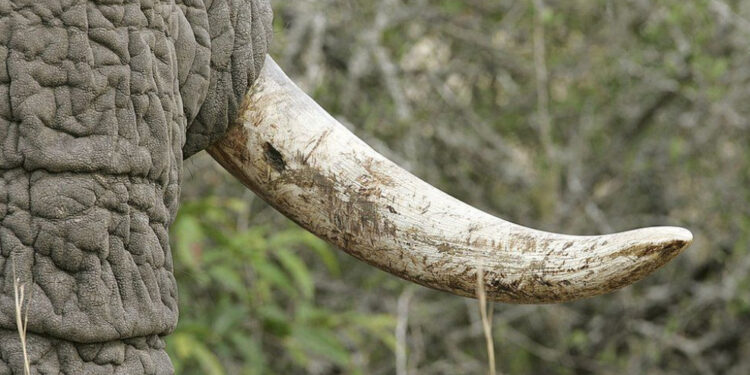 The illegal ivory was allegedly sold to customers in New York and south-east Asia | AFP