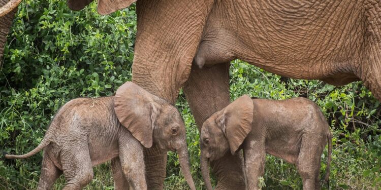 Conservation group Save the Elephants said the twins were first spotted by lucky tourist guides on a safari drive Samburu Reserve in northern Kenya | AFP