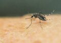 Yellow fever is transmitted by the same mosquitoes which spread Zika and dengue | AFP