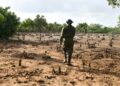 Years of unchecked exploitation have inflicted terrible damage on the mangroves, mudflats and sandy dunes of the estuary of Kenya's second-longest river | AFP