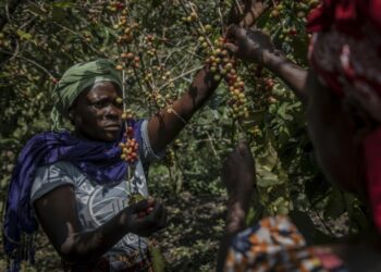 The red berries grown on Idjwi Island provide highly praised Arabica coffee | AFP