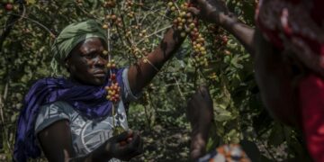 The red berries grown on Idjwi Island provide highly praised Arabica coffee | AFP