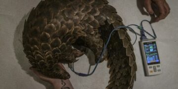 Wildlife rehabilitation Specialists check the vital signs of a trafficked rescued pangolin | AFP