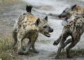 Machakos County Hyena Attacks