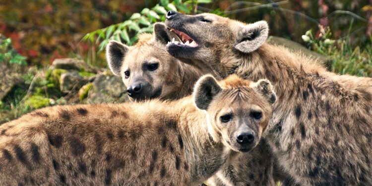 Hyenas.Photo/Courtesy