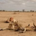 The drought in Kenya has caused mortality of wildlife, mostly herbivore species.
Photo: Courtesy