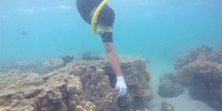 A diver plants an artificial coral on a reef on Wasini Island along the Kenya Coast.Women are leading a drive to restore dead corals on the Island.Photo/Coast Development Authority