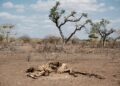 Kenya is facing its worst drought in four decades | AFP