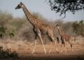 Maasai giraffes in Amboseli, Kenya, on June 21, 2022 | AFP