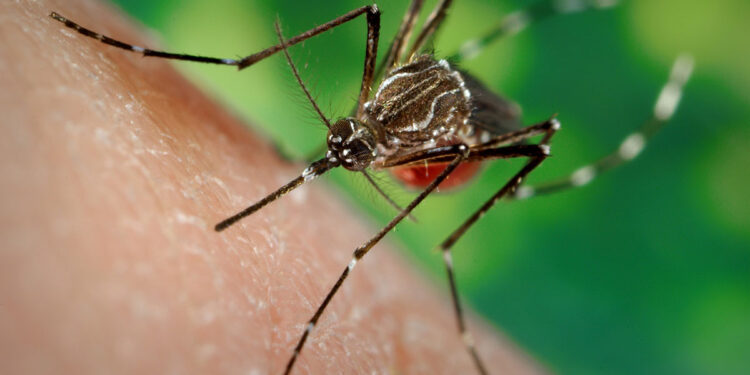 Dengue is a mosquito-borne viral infection.
Photo: Africa CDC