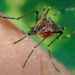 Dengue is a mosquito-borne viral infection.
Photo: Africa CDC