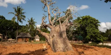 A baobab tree that was marked for export.    
Photo: Edwin Ndeke/The Guardian