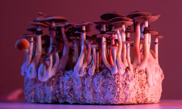 Magic mushrooms. Photograph: Yarygin