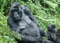 Mountain gorillas DR Congo