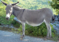 An image of a donkey.PHOTO/COURTESY