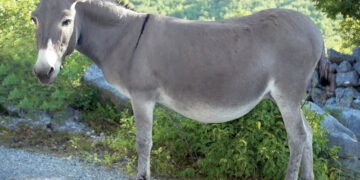 An image of a donkey.PHOTO/COURTESY