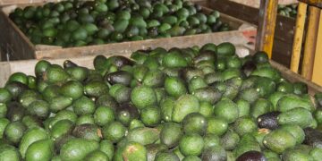 Kakuzi to Provide Free Maturity Testing for Smallholder Avocado Farmers

Photo Courtesy