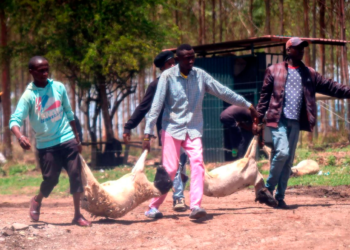 On Monday, March 27, 2023, bandits invaded the Kenyatta family's Northlands City and made off with livestock. Invaders breached a fence in the Kamakis neighborhood along the Eastern Bypass and made their way into Northlands | Photo Courtesy