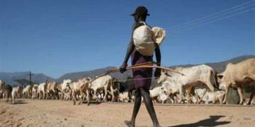 A cattle owner in Baringo

Photo Courtesy
