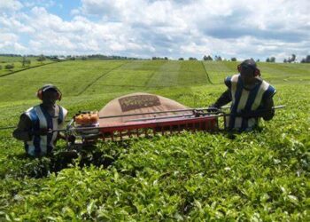 One of the tea plucking machines at work.

Photo Courtesy