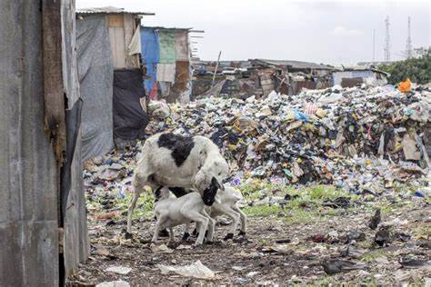 Nairobi residents contracting diseases from Animals. 